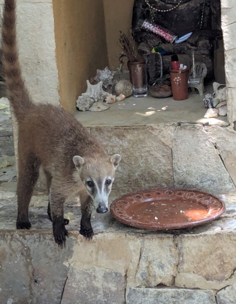 coati wildlife encounter Riviera Maya worldschooling